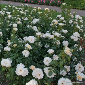 LIONS-ROSE® LIONS-ROSE®